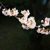 大阪城の桜（その１）