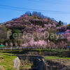 桜を見に福島県にある花見山公園に行ってきた話