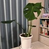 モンステラおはよう