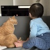 猫と子どもの同居問題