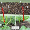 春作じゃがいものプランター栽培⑦ 土寄せ