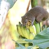 スンダリス(Sunda Squirrel)など