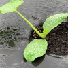 野菜の定植