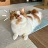 もなちゃんのスーパージャンプ！