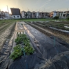 雨上がりの植え付け！