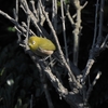 野鳥に魅せられて 月曜の朝から大わらわ