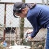 「庭いじり」、次々野鳥が餌採りに。