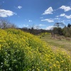 花菱草植え直しとパンジー救出