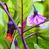 親の意見と茄子の花は千にひとつの無駄もなし