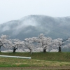 高遠の桜