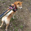 大好きな公園、だよ