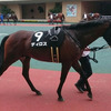 ディロス セン馬に