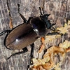 コクワガタのメス