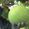 晩白柚の収穫作業（熊本）