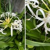 ハマユウを詠んだ短歌２　もろかりし妻のいのちをおもひをれば浜木綿の花に虹のいきほふ　川田順　　夕立の雨をしのぎて浜木綿のつぼみ持てる茎ふとぶとと伸ぶ　植松壽樹　　浜木綿の茎たくましくりゅうりゅうとなにはばからず岩のあひより　橋本德寿　　みだれざる人の眠りにみだれをり硝子の劃（かぎ）る黒き浜木綿　葛原妙子　　はまゆふのそよがぬ闇の汝を抱き盗人のごと汗ばみにける　高野公彦