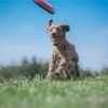 犬を飼う前にこれを読め！犬に対する注意と覚悟