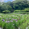 初夏の「小石川後楽園」| ハナショウブが見ごろ
