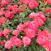 よしうみバラ公園のバラたち （38） ～ 花は心をあたためてくれる ～