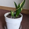 サンスベリア