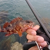 青物が釣れない・・・ボウズを回避したかったらライトゲームにコレ一択 / クロスセンシティブ＆アルデバランBFS