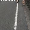 久々の可愛いお迎え、だよ
