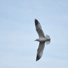 Seagull
