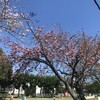 八重桜