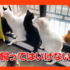 猫あるある。猫を飼ってはいけない理由。これが嫌なら猫を飼うな！