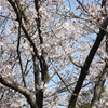 買ったデジカメで桜の写真を撮ってみたが