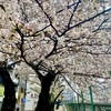 桜　巣鴨駅前・桜並木