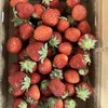 熊野川町のいちご　最終