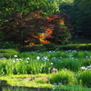 終わりが近付くハナショウブと、寺家ふるさと村でのリベンジ。