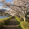 東山湖　桜