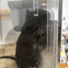 くろごまあん二世 204日目