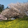 剣池の桜２０２０年（４月上旬）