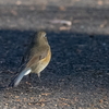 桜ヶ丘公園へ鳥を探しに。