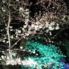 夜桜