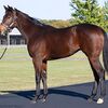 シルクなお馬さん（１歳・関東牝馬）