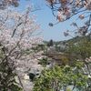 　宮島の桜