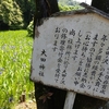 大田神社のカキツバタが今見頃！