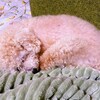 バカ犬