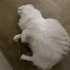 朝は熱心にお窓観察、そしておもちゃで激遊びしたふくちゃん