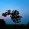 *心に残った風景を絵に【Acryl color】ホイアンの夜明けの月と木*