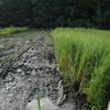 田んぼのすき込み3回目その2　晩ご飯は豚の冷しゃぶ