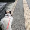 【体験談】犬の狂犬病予防接種に行ってきた｜当日の流れ・注意点・持ち物まとめ