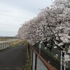 自転車で桜の土手を走る