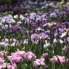 フォト・ライブラリー(280)初夏の京都府立植物園〜花菖蒲