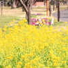 都立小金井公園を歩いて＊＊写真散歩＊＊3/14