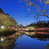 桜100選☆茂原公園～夜～