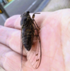 ツクツクボウシ　その他